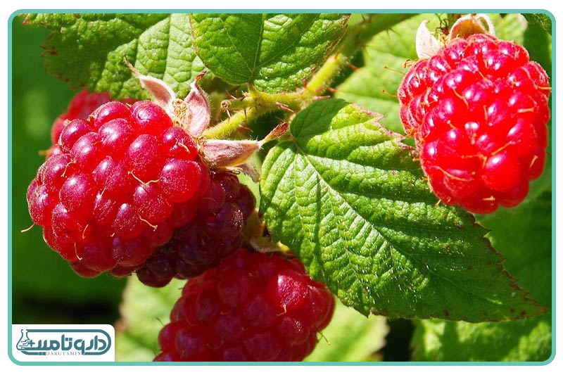 ژنوبایوتیک ژل بهداشتی بانوان یائسه