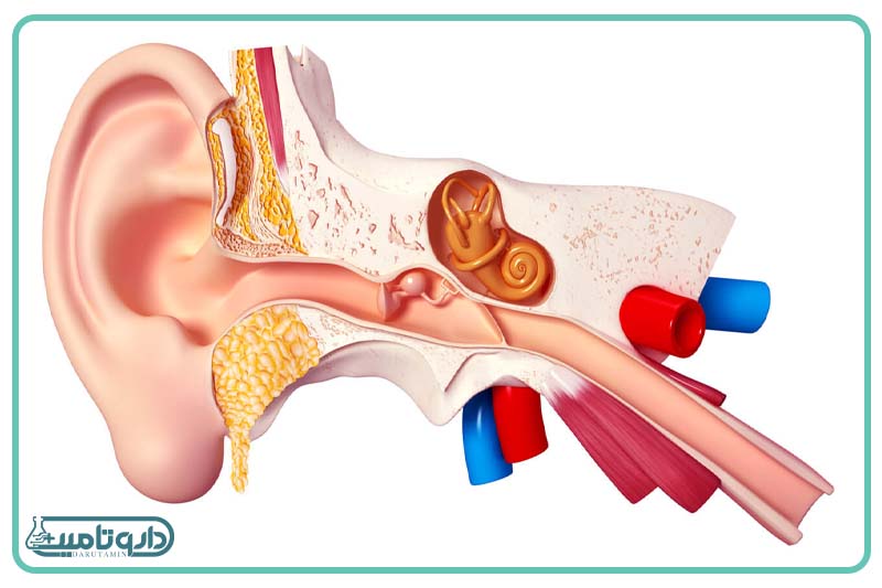 دستگاه شنوایی انسان