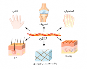 نقش کلاژن بر سلامت استخوان